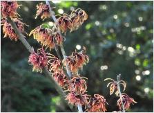 Hamamelis x intermedia 'Georges' de Belder 1999