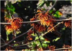 Hamamelis x intermedia 'Gingerbread' de Belder(BE) 1995 vn