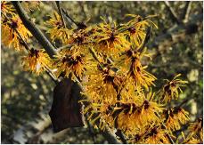 Hamamelis x intermedia 'Harry de Belder' (BE) 1988 flowers