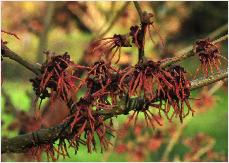 Hamamelis x intermedia 'Hiltingbury' Hiller (UK) 1945 