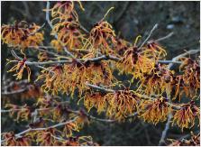 Hamamelis x intermedia 'Jelena' 