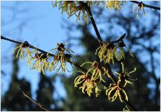 Hamamelis x intermedia 'Luna' de Belder (BE) 1954