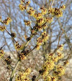 Hamamelis_x_intermedia_Primavera_