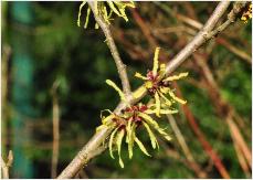 Hamamelis x intermedia 'Moonlight Hillier 