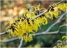 Hamamelis x intermedia 'Nina' Closeup