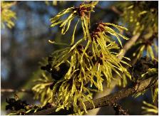 Hamamelis x intermedia 'Pallida'flowers closeup vn