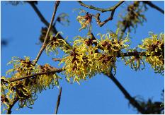 Hamamelis x intermedia 'Primavera' 