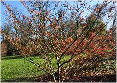 Hamamelis x intermedia 'Robert' de Belder 2000 habitus