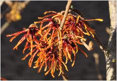 Hamamelis x intermedia 'Rolena' new selection from 'Jelena' 