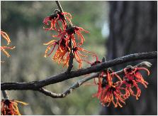 Hamamelis x intermedia 'Rubin'  Bofhlje (DE) 1967