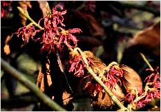 Hamamelis x intermedia 'Rubinstar' flowers