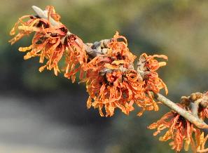 Hamamelis-x-intermedia-Orange-Peel-closeup
