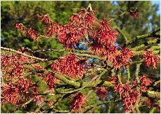 Hamamelis x intermedia 'Ruby Glow' de Belder1953closeup 