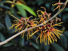 Hamamelis x intermedia 'Winter Beauty' closeup vn