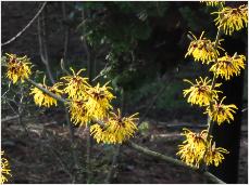 Hamamelis x intermedia 'Advent ' flowers