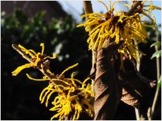 Hamamelis x intermedia 'Amanda'