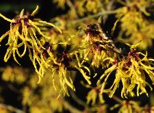 Hamamelis x intermedia 'Amanon'  van Heijningen NL 2001 closeup vnn