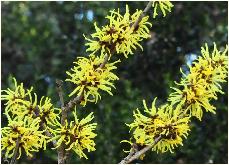 Hamamelis x intermedia 'Angelly' vn