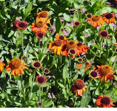 Helenium-Crimson-Beauty