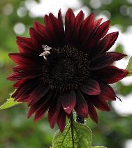 HelianthusBlackmagiccloseupnice