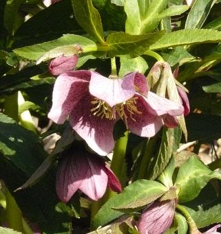 Helleborus-orientalis-guttatus-pink