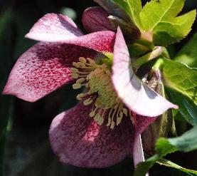 Helleborusorientaliscloseup