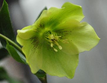 HelleborusorientalisYellowWilgenbroekSelection