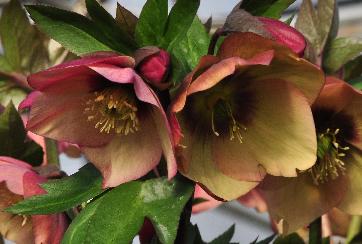 Helleborus orientalis 'Peach with Red Center 'closeupvn