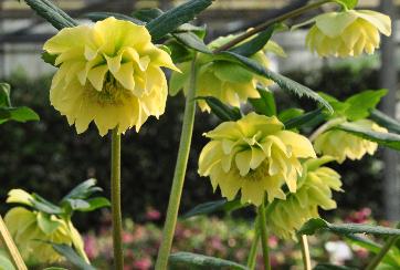 Helleborus orientalis  'Double Yellow'