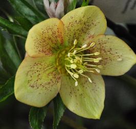 HelleborusorientalisApricotSpottedWilgenbroekselection