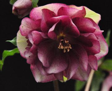 HelleborusorientalisDoubleFlowerRed