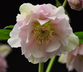 HelleborusorientalisDoublePicoteewilgenbroeksellectionDoublePInk