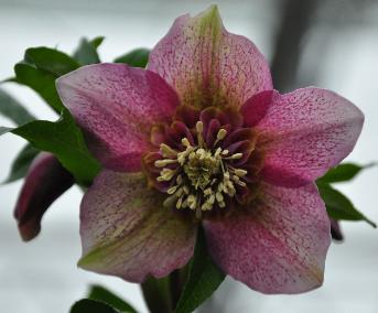 Helleborus orientalis 'Tutu' vnn