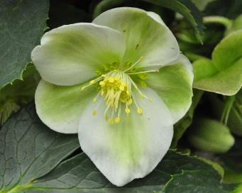 HelleborusWhiteBeauty