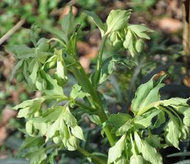 Helleboruszaailingonderbuddleja