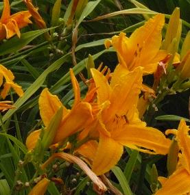 Hemerocallis 'Burning daylight' 2