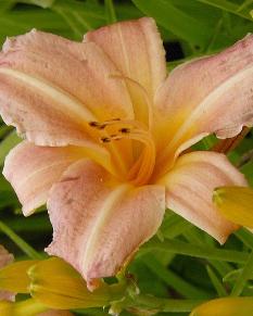 Hemerocallis 'Childrens festival' 2