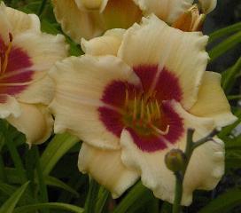 Hemerocallis'pandora's box'