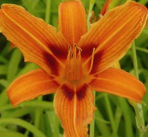 Hemerocalis 'Rajah' closeup