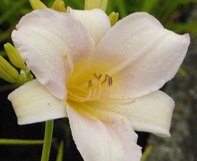 Hemerocallis-Catherinewoodbury-daglelie