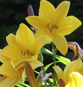 Hemerocallis 'Corky'