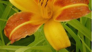 Hemerocallis-Frans-Hals-closeup-foto- yellow-and-orange-flowers-daglelie