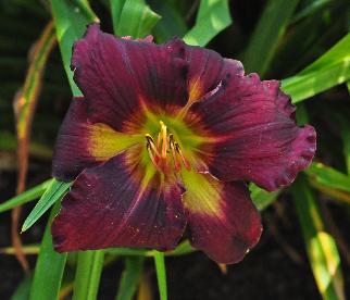 Hemerocallis 'All American Plum' closeupbloem