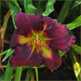 Hemerocallis 'All American Plum' closeup bloem