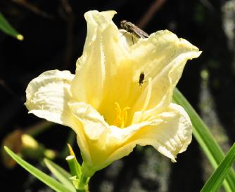 Hemerocallis 'Artic Snow'