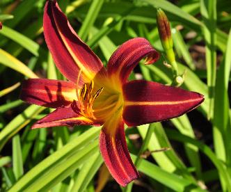 Hemerocallis 'Autum Red' closeupvnn