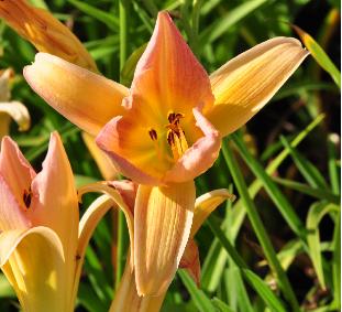 Hemerocallis 'Baily Hay' closeup