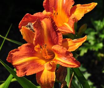 Hemerocallis 'BerlinTallboy' closeup