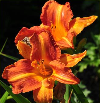 Hemerocallis 'Berlin Tallboy'closeup vnn