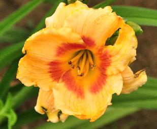 Hemerocallis 'Blushn PInk' Heemskerk